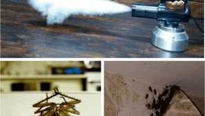 Боротьба з тарганами може бути успішною, коли професіонали приходять на допомогу